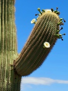30th May 2021 - Flowering Saguaro Arm
