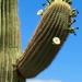 Flowering Saguaro Arm by harbie