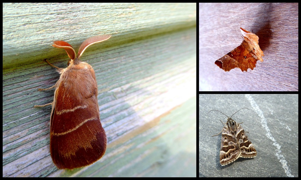 Moths moths moths! by steveandkerry