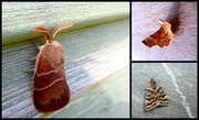 31st May 2021 - Moths moths moths!