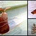 Moths moths moths! by steveandkerry