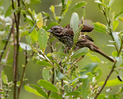 30th May 2021 - Song Sparrow on the go