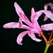 New Flower by maggiemae