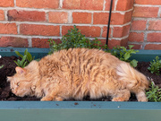 30th May 2021 - Cat Plant!