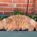Cat Plant! by 365projectmaxine