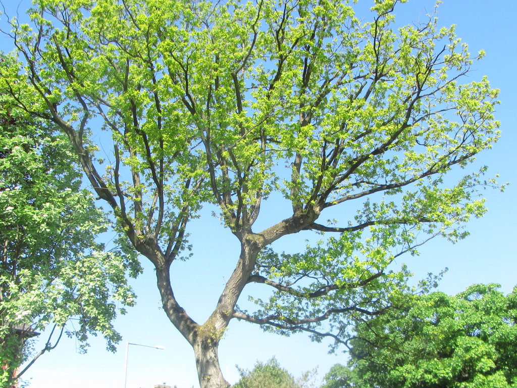 An old Oak Tree in May leaf in Rishton. by grace55