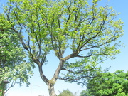 31st May 2021 - An old Oak Tree in May leaf in Rishton.