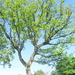 An old Oak Tree in May leaf in Rishton. by grace55
