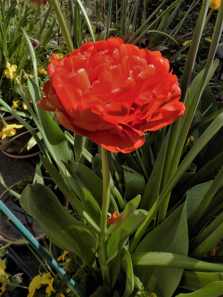 Tulip by oldjosh