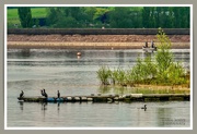 31st May 2021 - Cormorants On Pitsford Reservoir