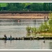 Cormorants On Pitsford Reservoir by carolmw
