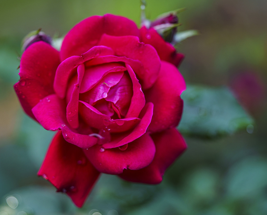 Rose by k9photo