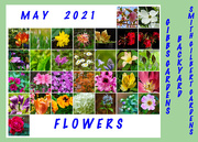 31st May 2021 - May Flowers