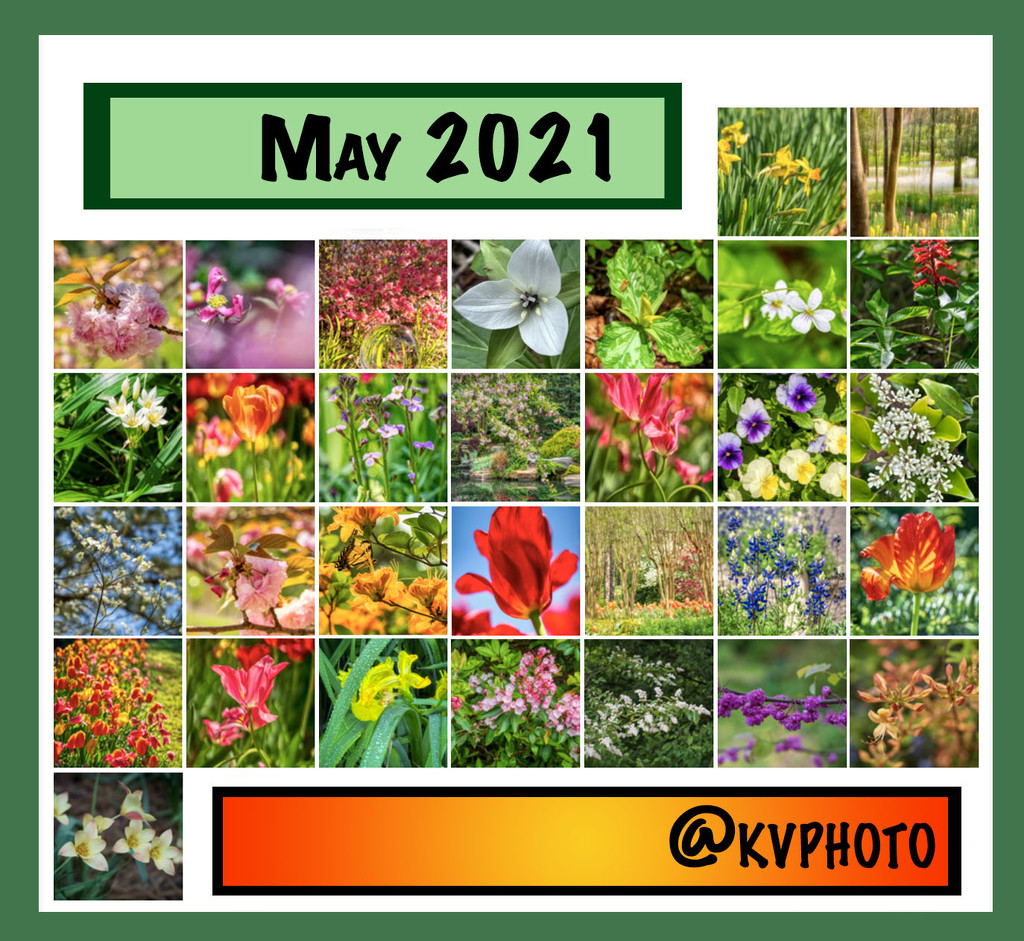 May Flowers 2021 by kvphoto