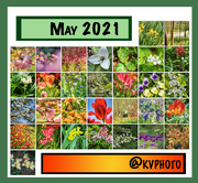 31st May 2021 - May Flowers 2021