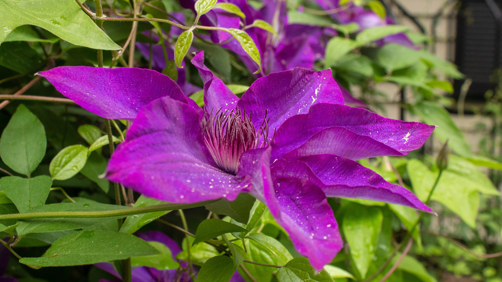 Clematis in the Rain by tdaug80