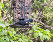 19th May 2021 - red-wing blackbird