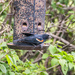 red-wing blackbird by aecasey