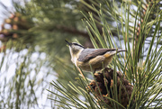 29th May 2021 - nuthatch