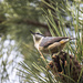 nuthatch by aecasey