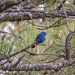 blue grosbeak by aecasey