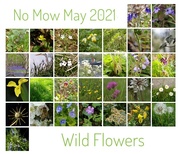 31st May 2021 - No Mow May + Wild Flowers