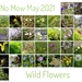 No Mow May + Wild Flowers by 30pics4jackiesdiamond