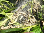 31st May 2021 - Spindle Ermine Moth caterpillars