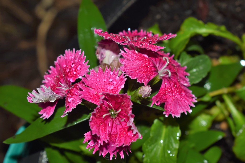Dianthus with raindrops by sandlily