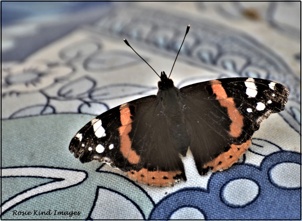 First Red Admiral by rosiekind