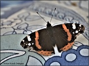 31st May 2021 - First Red Admiral