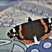 First Red Admiral by rosiekind