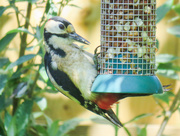 31st May 2021 - Greater Spotted Woodpecker