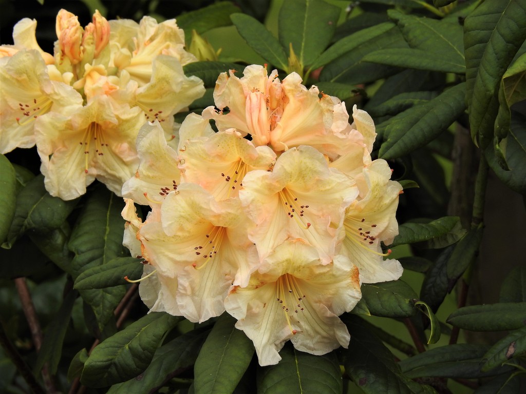  Rhododendron in the Garden 5 by susiemc