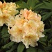  Rhododendron in the Garden 5 by susiemc