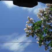 31st May 2021 - Sky, Lilac and an Airplane