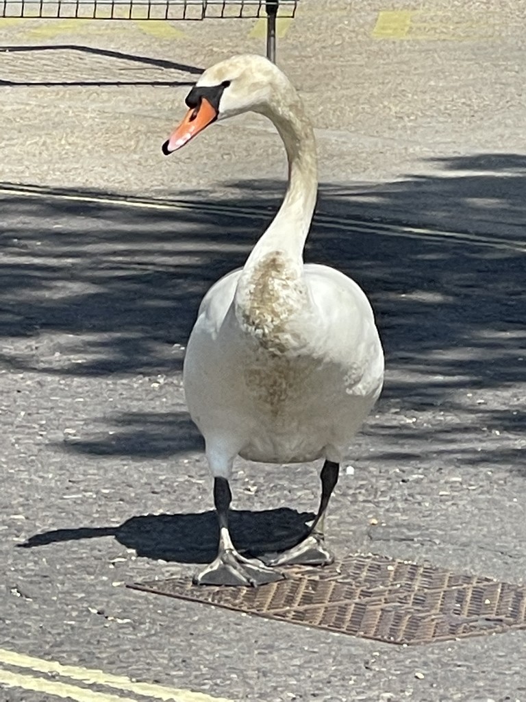 Grumpy Swan by bill_gk