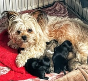 31st May 2021 - New puppies 