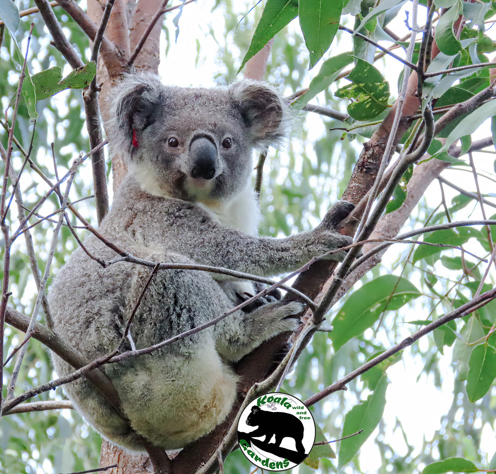 Swifty but sitting still by koalagardens