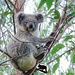 Swifty but sitting still by koalagardens