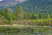 31st May 2021 - AN OLD SCOT'S PINE