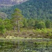 AN OLD SCOT'S PINE by markp