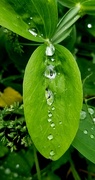 31st May 2021 - Raindrops on Sweet Pea Leaf