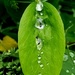 Raindrops on Sweet Pea Leaf by meotzi