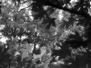 1st Jun 2021 - Seeing the trees through the leaves...