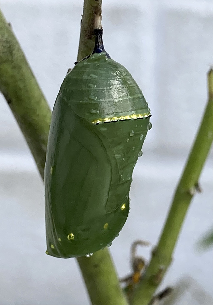 A monarch chrysalis  by Dawn