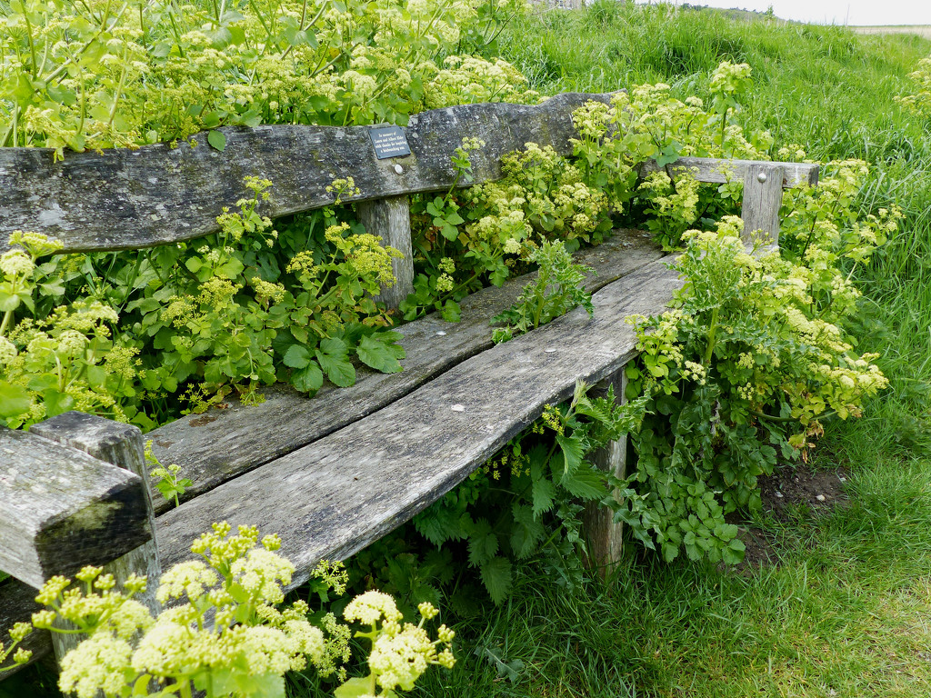 A nice comfy seat by judithdeacon
