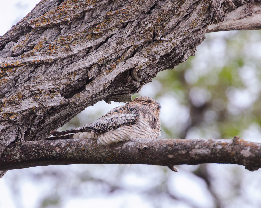 nighthawk by aecasey