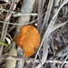 Fungi find by sugarmuser
