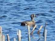 31st May 2021 - Blue-winged teal